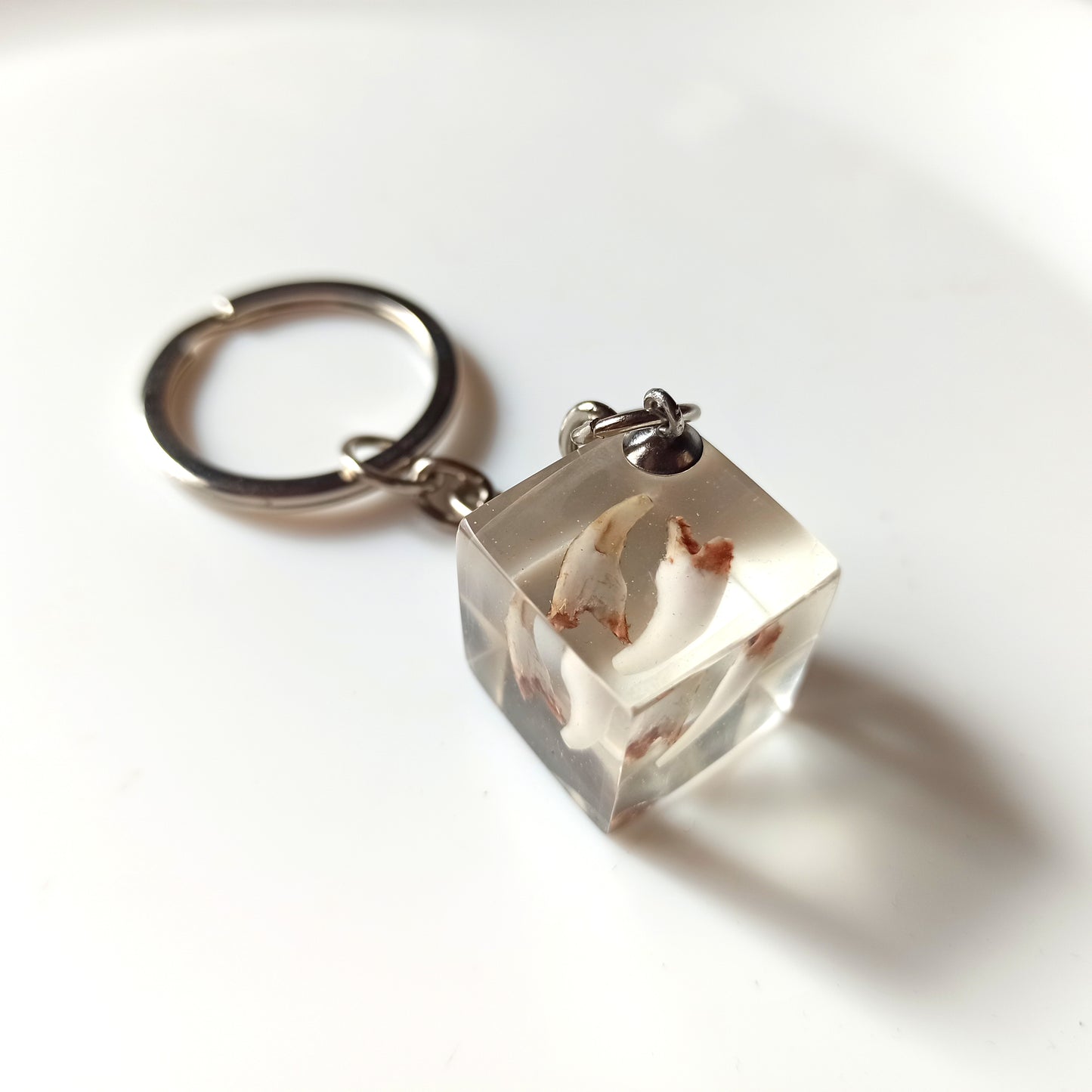 Dientes de leche Caninos